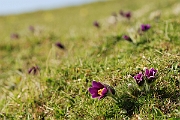 David Plant Photography - Wildlife Photographer - Pasque flower view - D